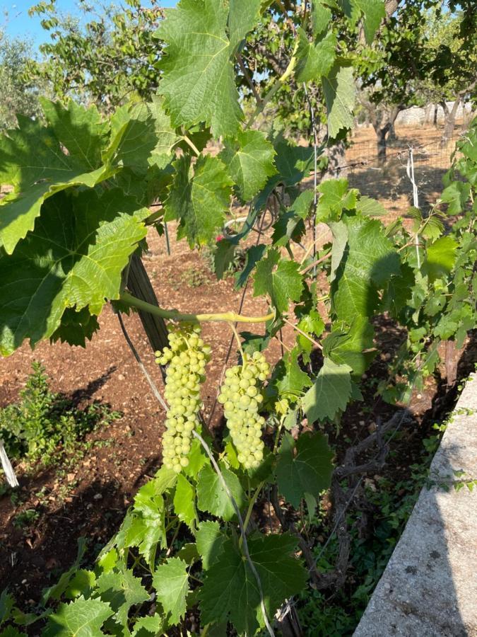 Trulli Ulivi Villa Putignano Eksteriør billede